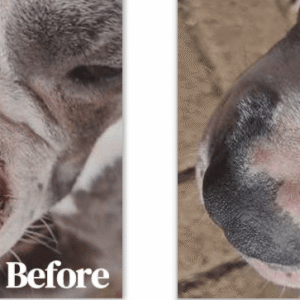 🐾 Thor’s Healing Journey: A Real-Life Pet Care Success Story